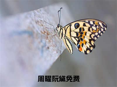 周曜阮黛（周曜阮黛）全文免费阅读大结局-周曜阮黛最新章节免费阅读大结局