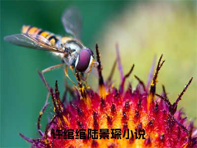 许绾绾陆景琛小说最新章节（许绾绾陆景琛）全文免费阅读无弹窗大结局_许绾绾陆景琛免费阅读（许绾绾陆景琛小说）