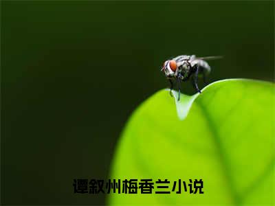 老书虫良心推荐最新小说（谭叙州梅香兰）主角谭叙州梅香兰全文全章节免费阅读