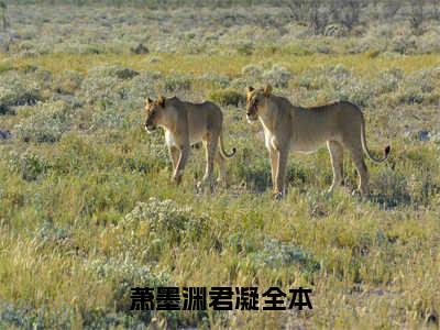 萧墨渊君凝（萧墨渊君凝）全文免费阅读（萧墨渊君凝）小说无弹窗阅读