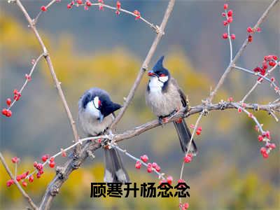 错撩，顾总掐着她的小蛮腰是什么小说-顾寒升杨念念全文免费阅读无弹窗大结局（错撩，顾总掐着她的小蛮腰）最新章节阅读