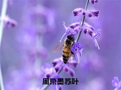 周京墨苏叶无弹窗最新章节列表_笔趣阁