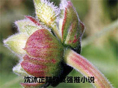 《沈沐芷陆时宴》最新章节_沈沐芷陆时宴全文阅读