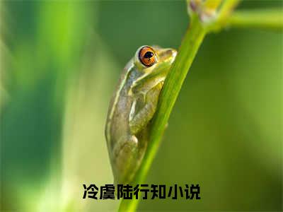 冷虞陆行知（冷虞陆行知全文免费阅读）小说最新章节_冷虞陆行知全文免费阅读最新章节列表