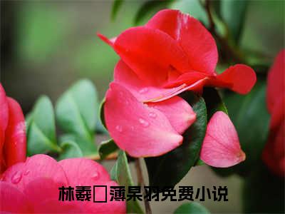 抖音新书热荐林羲姮薄杲羽-小说全文完整版免费阅读