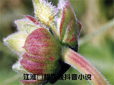 江淮璟程听晚（江淮璟程听晚）最新章节免费阅读全文-江淮璟程听晚完结小说在线阅读