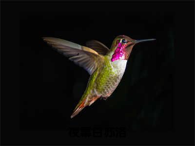 夜幕白苏洛经典小说无广告小说免费阅读 夜幕白苏洛全章节免费阅读