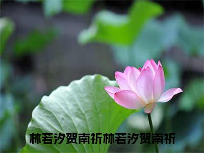 林若汐贺南祈小说全文免费阅读_（林若汐贺南祈）林若汐贺南祈最新章节列表笔趣阁