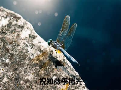 祝知薇季褚光（祝知薇季褚光）无广告免费阅读-祝知薇季褚光小说最后结局如何