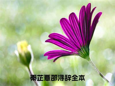 秦芷薏邵浔辞全文免费在线阅读-秦芷薏邵浔辞小说全文免费阅读无弹窗大结局