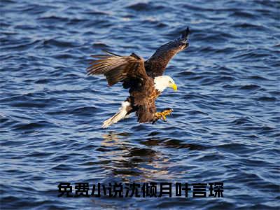 沈倾月叶言琛（沈倾月叶言琛）全文免费阅读无弹窗大结局_（沈倾月叶言琛）免费阅读无弹窗最新章节列表