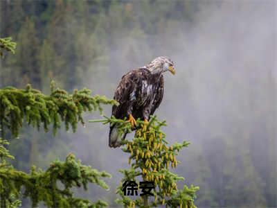 御史大官人（御史大官人）全文免费阅读无弹窗大结局_徐安最新章节列表