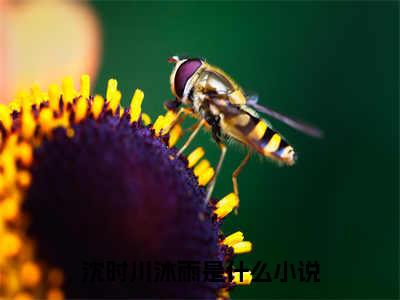 《沈时川沐雨》最新章节免费阅读-沈时川沐雨无广告小说精彩阅读