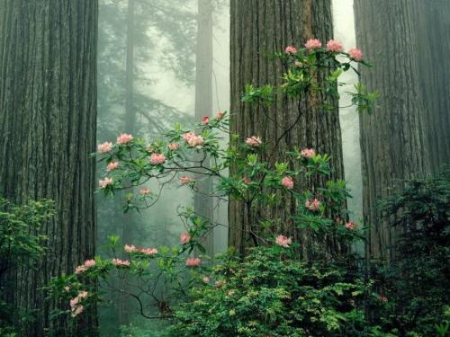 舒婷：芒果树