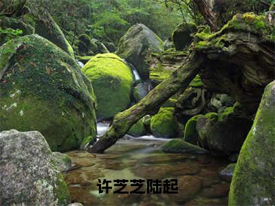 许芝芝陆起小说（陆起许芝芝）全文免费阅读无弹窗_许芝芝陆起小说_笔趣阁