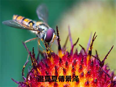 温夏夏傅景泽（傅景泽温夏夏）全文完整版免费阅读_傅景泽温夏夏（温夏夏傅景泽全文免费阅读）最新章节列表_笔趣阁（温夏夏傅景泽）