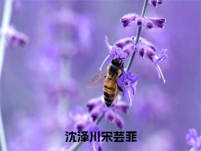 宋芸菲沈泽川（沈泽川宋芸菲）免费阅读无弹窗大结局-沈泽川宋芸菲完整版最新阅读