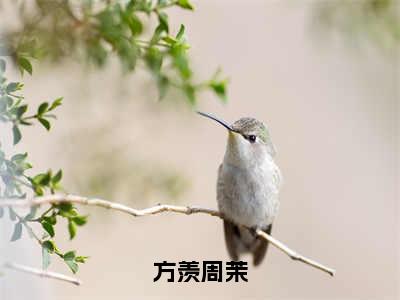 方羡周茉(周茉方羡)全文免费阅读_方羡周茉（周茉方羡在线小说免费阅读）全文阅读