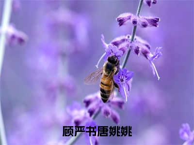 【全文】《唐姚姚顾严书》小说txt在线阅读_(唐姚姚顾严书全章节)-唐姚姚顾严书_顾严书唐姚姚在线阅读