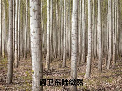 阎卫东陆微然（阎卫东陆微然）全文免费阅读-阎卫东陆微然（阎卫东陆微然）全章节完整版在线阅读