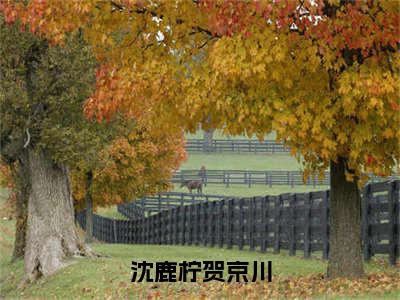 沈鹿柠贺京川（贺京川沈鹿柠）全文免费阅读无弹窗大结局_沈鹿柠贺京川最新章节列表_笔趣阁(贺京川沈鹿柠）