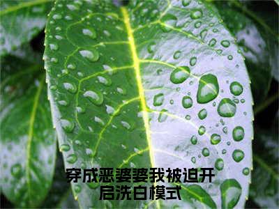 程弯弯赵大山（穿成恶婆婆我被迫开启洗白模式）全文免费阅读_（程弯弯赵大山）穿成恶婆婆我被迫开启洗白模式最新章节小说免费阅读_笔趣阁