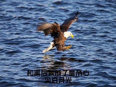 和离后我成了皇帝心尖白月光（徐晚凝）全文免费阅读无弹窗大结局_和离后我成了皇帝心尖白月光小说全文免费阅读最新章节列表（徐晚凝）