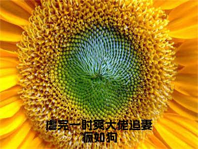 席昀梁星乔精彩小说-虐完一时爽大佬追妻疯如狗全章节免费阅读