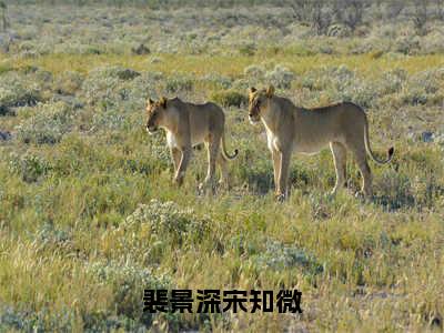 裴景深宋知微（裴景深宋知微）全文免费阅读无弹窗_裴景深宋知微最新小说_笔趣阁