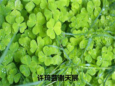 许琦芸谢天宸（谢天宸许琦芸）精彩小说-小说谢天宸许琦芸全文无删减版免费阅读