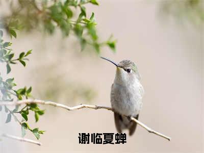 谢临夏蝉小说最新章节阅读-小说谢临夏蝉（夏蝉谢临）已完结小说精彩大结局