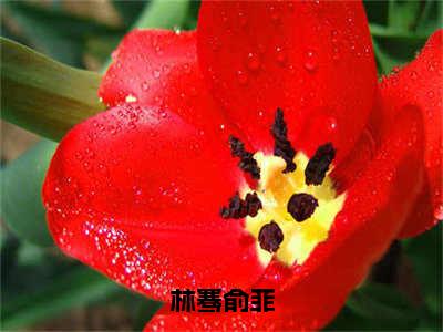 林骞俞菲（俞菲林骞）全文免费阅读无弹窗大结局_俞菲林骞无弹窗最新章节列表_笔趣阁