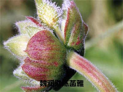 魏润勋陈菡雅全文免费阅读_（陈菡雅魏润勋免费阅读无弹窗）魏润勋陈菡雅最新章节列表笔趣阁