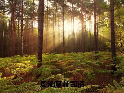 周沁夏林司深（周沁夏林司深）全文免费阅读无弹窗大结局_（周沁夏林司深免费阅读全文大结局）最新章节列表