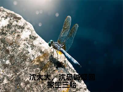 时予沈淮之（沈太太，沈总喊您回家生三胎）全文免费阅读无弹窗大结局_时予沈淮之全文免费阅读