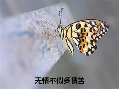 后续+免费无情不似多情苦（陆辞安沈初棠）全文小说在线阅读-无情不似多情苦全章节最新阅读