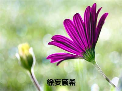 徐妄顾希免费阅读（顾希徐妄）完整版全文全章节阅读