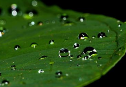 2019谷雨朋友圈说说配图 谷雨节发朋友圈的说说优美