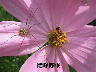 （陆峥苏眠）完整版小说阅读，苏眠陆峥小说精彩免费试读