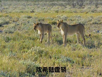 沈希陆霆骁完结版小说沈希陆霆骁全文在线免费阅读_沈希陆霆骁最新章节列表_笔趣阁