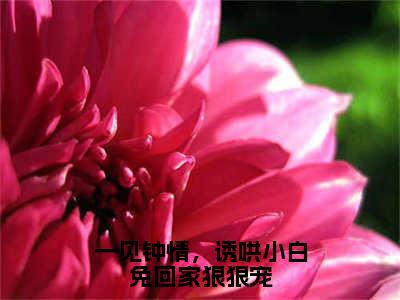 一见钟情，诱哄小白兔回家狠狠宠（周池礼周时微）全文免费阅读_（周池礼周时微）最新章节小说免费阅读（一见钟情，诱哄小白兔回家狠狠宠）