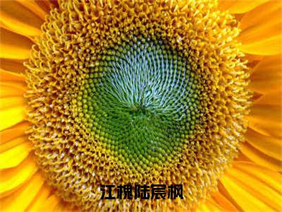 江槐陆宸枫小说最新章节阅读-小说江槐陆宸枫（陆宸枫江槐）已完结小说精彩大结局