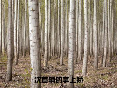 沈延卿江锦璨（沈首辅的掌上娇）在线阅读小说全文无删减-沈首辅的掌上娇小说大结局