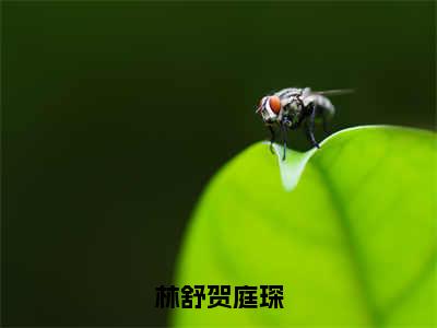 （林舒贺庭琛）最新免费小说大结局-小说林舒贺庭琛林舒贺庭琛全文免费在线阅读