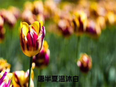 唐半夏温沐白（温沐白唐半夏）全文免费阅读无弹窗大结局_（唐半夏温沐白）温沐白唐半夏全文免费完结版阅读