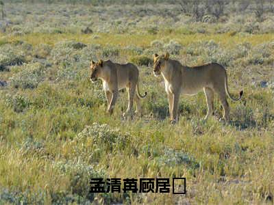 孟清苒顾居峖小说在哪里可以看孟清苒顾居峖-小说《孟清苒顾居峖》孟清苒顾居峖免费阅读