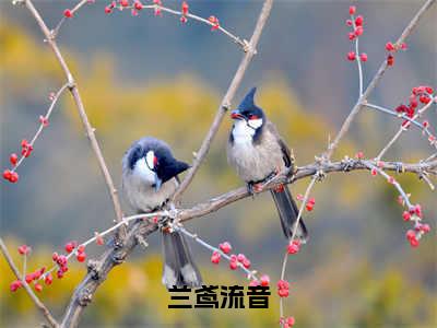 兰鸢流音（兰鸢流音）精彩热门小说_（兰鸢流音）兰鸢流音最新章节列表_笔趣阁